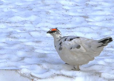 Fjällripa | Rock Ptarmigan | Lagopus muta