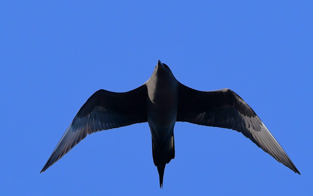 Kustlabb | Arctic skua | Stercorarius parasiticus