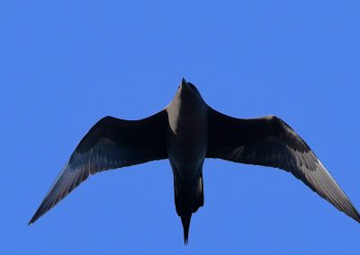 Kustlabb | Arctic skua | Stercorarius parasiticus