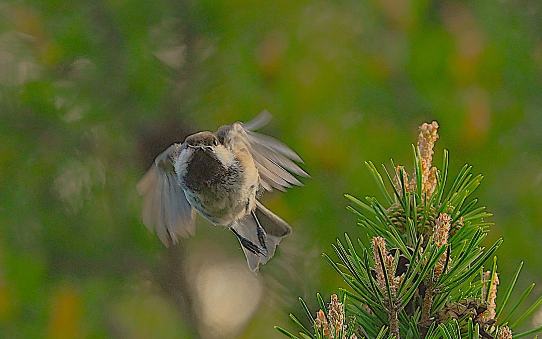 Lappmes | Siberian Tit | Poecile cinctus