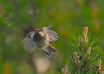 Lappmes | Siberian Tit | Poecile cinctus