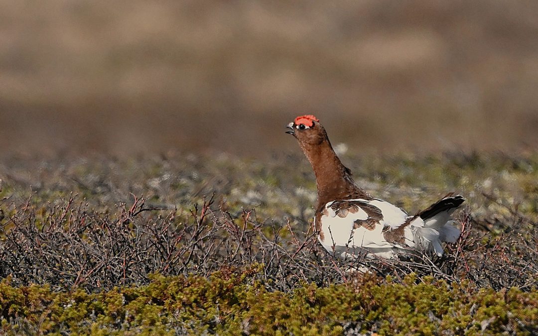 Dalripa | Willow Ptarmigan | Lagopus l. lagopus