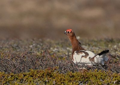 Dalripa | Willow Ptarmigan | Lagopus l. lagopus