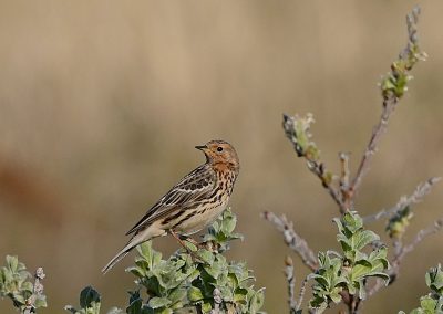 Rödstrupig piplärka | Red-throated Pipit | Anthus cervinus