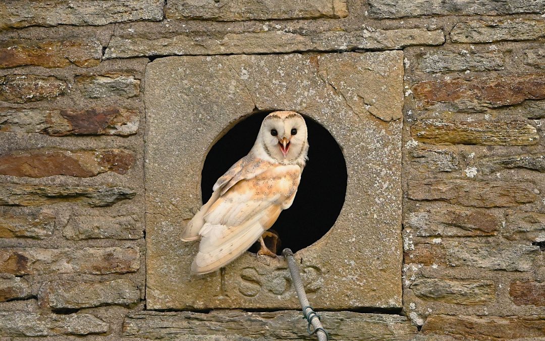 Tornuggla | Barn Owl | Tyto alba