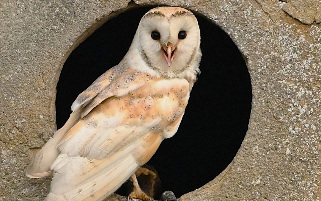 Tornuggla | Barn Owl | Tyto alba