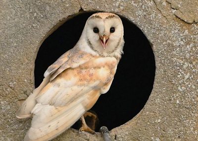 Tornuggla | Barn Owl | Tyto alba
