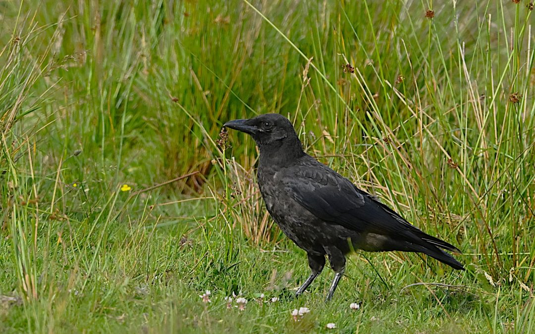 Svartkråka | Carrion Crow | Corvus corone