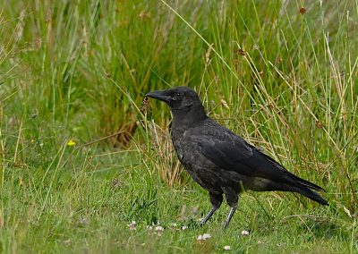 Svartkråka | Carrion Crow | Corvus corone