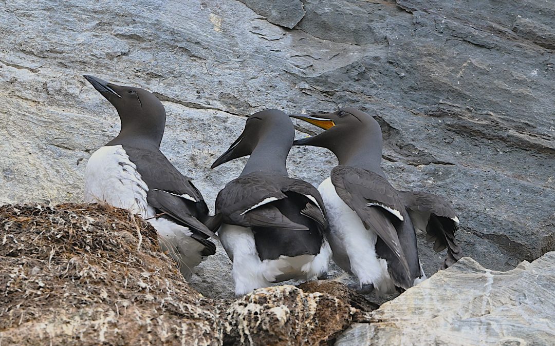 Spetsbergsgrissla | Brünnich’s Guillemot | Uria lomvia