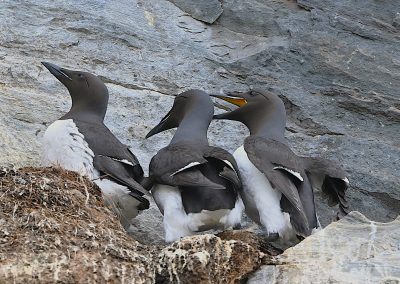 Spetsbergsgrissla | Brünnich’s Guillemot | Uria lomvia
