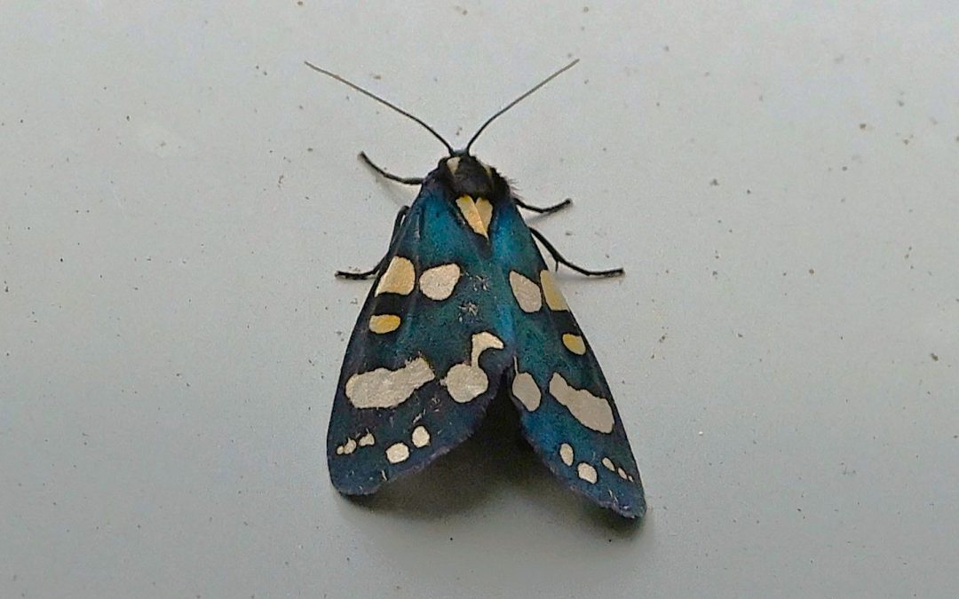 Fläckig glansspinnare | Scarlet Tiger Moth | Callimorpha dominula