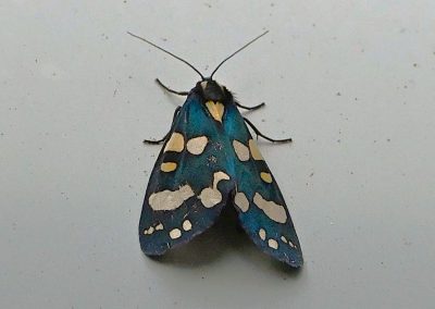 Fläckig glansspinnare | Scarlet Tiger Moth | Callimorpha dominula