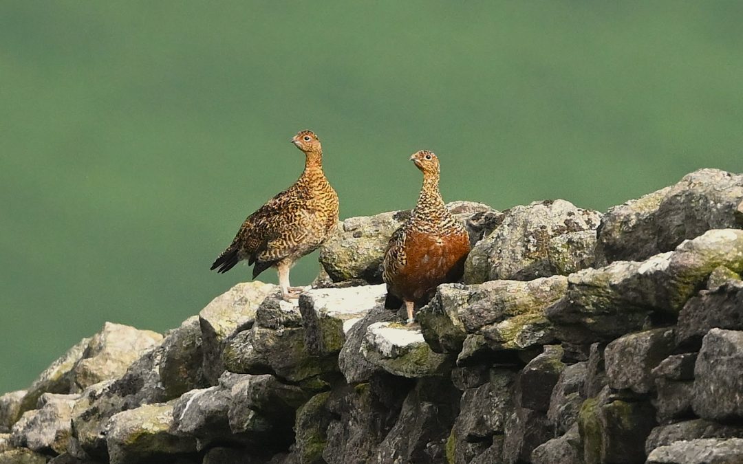 Moripa | Red Grouse | Lagopus lagopus scotica