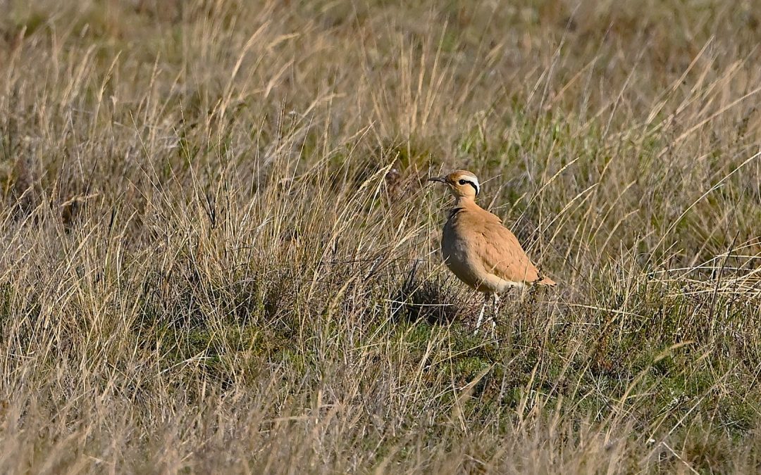 Ökenlöpare | Cream-coloured Courser | Cursorius cursor