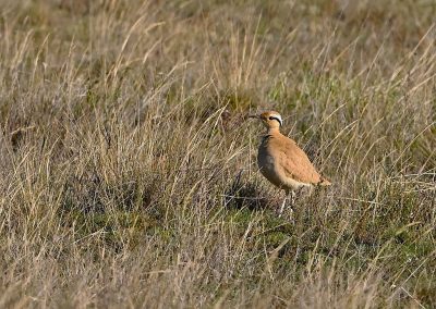 Ökenlöpare | Cream-coloured Courser | Cursorius cursor